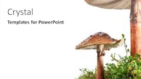  Presentation with mushrooms - Beautiful PPT layouts featuring two-brown-mushrooms-on-wet backdrop and a white colored foreground