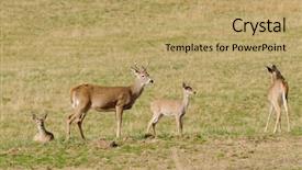  Presentation with farm labor - PPT theme enhanced with two bucks and two fawns background and a  colored foreground