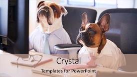  Presentation with businessmen overcome financial crisis - Presentation featuring two bulldogs dressed as businessmen background and a lemonade colored foreground