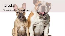  Presentation with study english abroad - PPT theme consisting of two bulldogs french and english background and a lemonade colored foreground