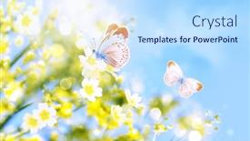  Presentation with yellow - Slide deck with two-butterflies-on-yellow-flowers background and a sky blue colored foreground