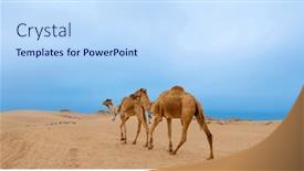  Presentation with camel - Slide set consisting of two-camel-on-the-desert background and a sky blue colored foreground
