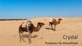  Presentation with sahara - Audience pleasing slides consisting of two camels in the sahara backdrop and a coral colored foreground