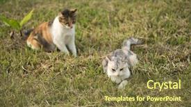  Presentation with german shepherd two young puppys - Colorful presentation theme enhanced with two cat family young kitty backdrop and a tawny brown colored foreground