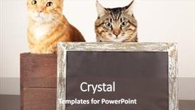  Presentation with cats - PPT theme featuring two cats in wooden box and blackboard on table isolated on white background and a dark gray colored foreground
