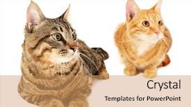  Presentation with cats - Presentation theme having two-cats-isolated-on-white background and a coral colored foreground
