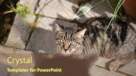  Presentation with cats - PPT layouts having two-cats-looking-at-each background and a tawny brown colored foreground