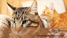  Presentation with cats - PPT theme featuring two-cats-on-blanket background and a coral colored foreground