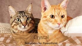  Presentation with cats - PPT theme with two-cats-on-blanket background and a coral colored foreground