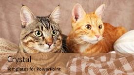  Presentation with cats - Presentation theme with two-cats-on-blanket background and a coral colored foreground