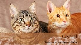  Presentation with cats - Audience pleasing presentation theme consisting of two-cats-on-blanket backdrop and a coral colored foreground