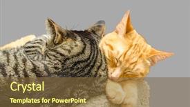 Presentation with cats - Presentation theme featuring two cats sleeping together isolated background and a tawny brown colored foreground