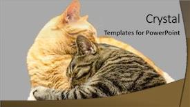  Presentation with cats - Cool new PPT layouts with two cats sleeping together isolated backdrop and a light gray colored foreground