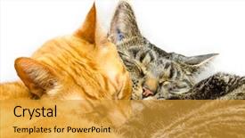  Presentation with cats - Slide deck enhanced with two cats sleeping together isolated background and a gold colored foreground
