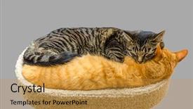  Presentation with cats - Amazing PPT theme having two cats sleeping together isolated backdrop and a gold colored foreground