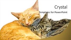  Presentation with cats - Slide set consisting of two cats sleeping together isolated background and a white colored foreground