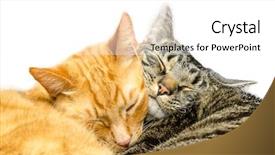  Presentation with cats - Presentation design featuring two cats sleeping together isolated background and a white colored foreground