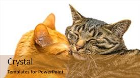  Presentation with cats - Slide deck enhanced with two cats sleeping together isolated background and a gold colored foreground