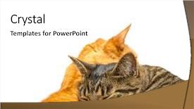  Presentation with cats - PPT theme with two cats sleeping together isolated background and a white colored foreground