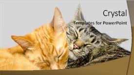  Presentation with cats - Amazing PPT layouts having two cats sleeping together backdrop and a light gray colored foreground