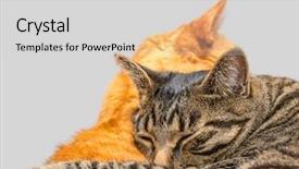  Presentation with cats - Audience pleasing presentation design consisting of two cats sleeping together backdrop and a light gray colored foreground