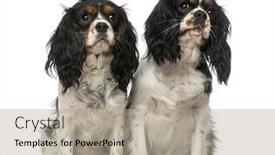  Presentation with king - Audience pleasing theme consisting of two cavalier king charles spaniels backdrop and a mint green colored foreground