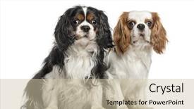  Presentation with king - Theme having cavellier - two cavalier king charles spaniels background and a soft green colored foreground