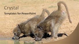  Presentation with drinking water - Beautiful PPT theme featuring two-chacma-baboons-papio-ursinus backdrop and a lemonade colored foreground