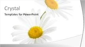  Presentation with daisy - PPT layouts featuring two-chamomiles-ox-eye-daisy background and a  colored foreground