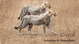  Presentation with cheetah - PPT layouts consisting of two-cheetah-cubs-acinonyx-jubatus background and a coral colored foreground