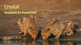  Presentation with underage drinking two teenagers having - PPT theme with two cheetahs acinonyx jubatus drinking background and a tawny brown colored foreground