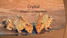  Presentation with cheetah - Colorful PPT theme enhanced with two cheetahs acinonyx jubatus drinking backdrop and a coral colored foreground
