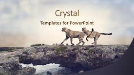  Presentation with cheetah - PPT theme consisting of two cheetahs running background and a cream colored foreground