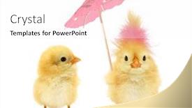  Presentation with chick - Amazing PPT theme having two-chicks-one-crazy-chick backdrop and a pink colored foreground