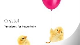  Presentation with chick - Amazing theme having two-chicks-one-looking backdrop and a white colored foreground
