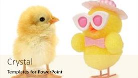  Presentation with chicks - Theme having two-chicks-one-real background and a blonde colored foreground