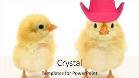  Presentation with chick - Colorful PPT layouts enhanced with two chicks one with crazy backdrop and a blonde colored foreground