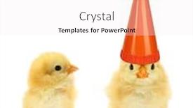  Presentation with chicks - Amazing slide deck having two-chicks-one-with-high backdrop and a sky blue colored foreground