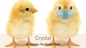  Presentation with face mask - Cool new PPT theme with two-chicks-only-one-wearing backdrop and a blonde colored foreground