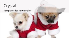  Presentation with santa - Slides featuring two chihuahua puppies in santa claus suits 7 months old sitting in front of white background background and a white colored foreground