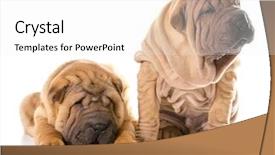  Presentation with pei - Cool new presentation design with two chinese shar pei puppies isolated on white background - 4 months old backdrop and a white colored foreground