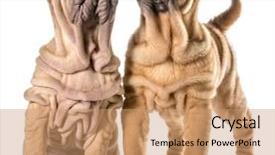  Presentation with pei - Audience pleasing presentation design consisting of two chinese shar-pei puppies isolated on white background - 4 months old backdrop and a coral colored foreground