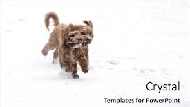  Presentation with two cute sisters playing - PPT theme consisting of two chocolate cockerpoos playing chase background and a white colored foreground