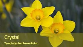  Presentation with pair - Presentation theme enhanced with two choices - pair of daffodils background and a  colored foreground