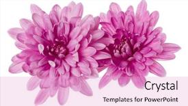 Presentation with chrysanthemum - PPT theme with two chrysanthemum flower heads isolated background and a lavender colored foreground