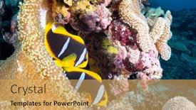  Presentation with find - Colorful presentation theme enhanced with two-clownfishes-find-protection backdrop and a yellow colored foreground