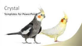  Presentation with blank whiteboard isolated on white - Beautiful presentation featuring two-cockatiel-isolated-on-white backdrop and a white colored foreground