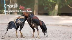  Presentation with metal - Colorful presentation enhanced with two cocks or roosters fitted backdrop and a violet colored foreground