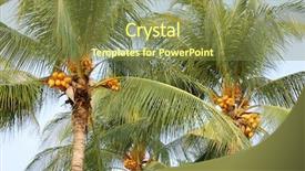  Presentation with thai - Cool new slide set with two coconut palm trees on the thai coast backdrop and a tawny brown colored foreground