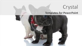  Presentation with standing sitting - Presentation design enhanced with two-cofident-french-bulldog-puppies background and a white colored foreground